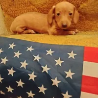 English cream, a female Miniature Dachshund for sale in Colorado Springs, CO – 1 of 4