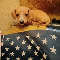 mini, a female Miniature Dachshund for sale in Colorado Springs, CO – 2 of 4