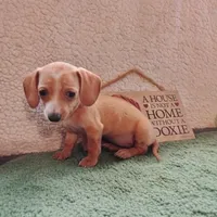 English Cream, a female Dachshund for sale in Colorado Springs, CO – 6 of 9