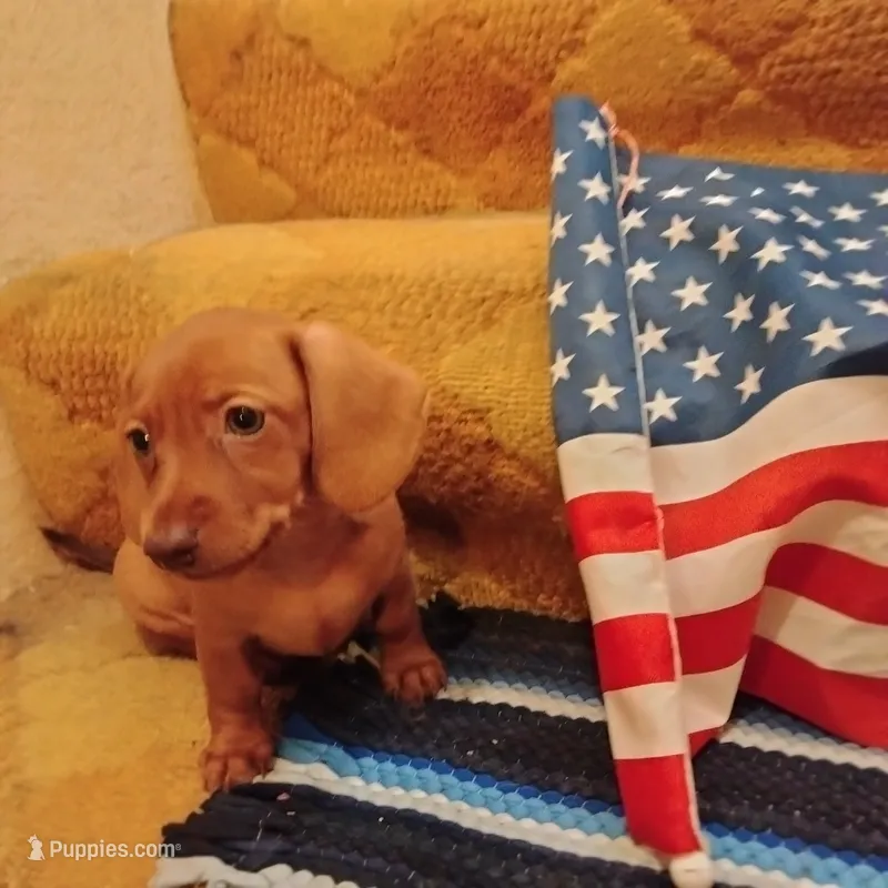big red – Dachshund puppy for sale in Colorado Springs, CO