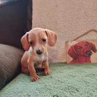 English Cream, a female Dachshund for sale in Colorado Springs, CO – 2 of 9