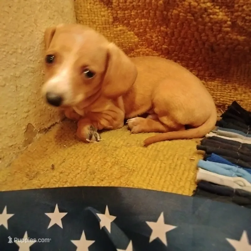 mini – Miniature Dachshund puppy for sale in Colorado Springs, CO