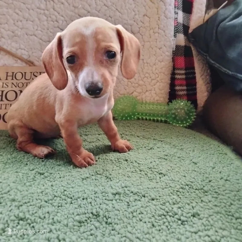 English Cream – Dachshund puppy for sale in Colorado Springs, CO