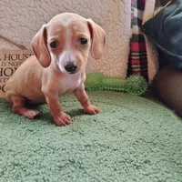 English Cream, a female Dachshund for sale in Colorado Springs, CO – 5 of 5