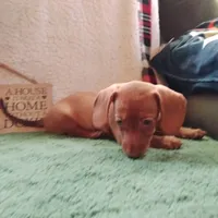 pinky, a female Miniature Dachshund for sale in Colorado Springs, CO – 2 of 3