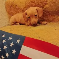 English cream, a female Miniature Dachshund for sale in Colorado Springs, CO – 2 of 4