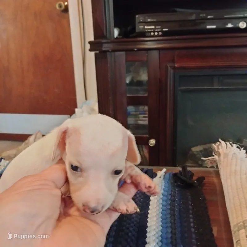 tea cup – Miniature Dachshund puppy for sale in Colorado Springs, CO