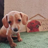 English Cream, a female Dachshund for sale in Colorado Springs, CO – 3 of 9