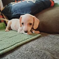 tea cup, a female Miniature Dachshund for sale in Colorado Springs, CO – 1 of 5