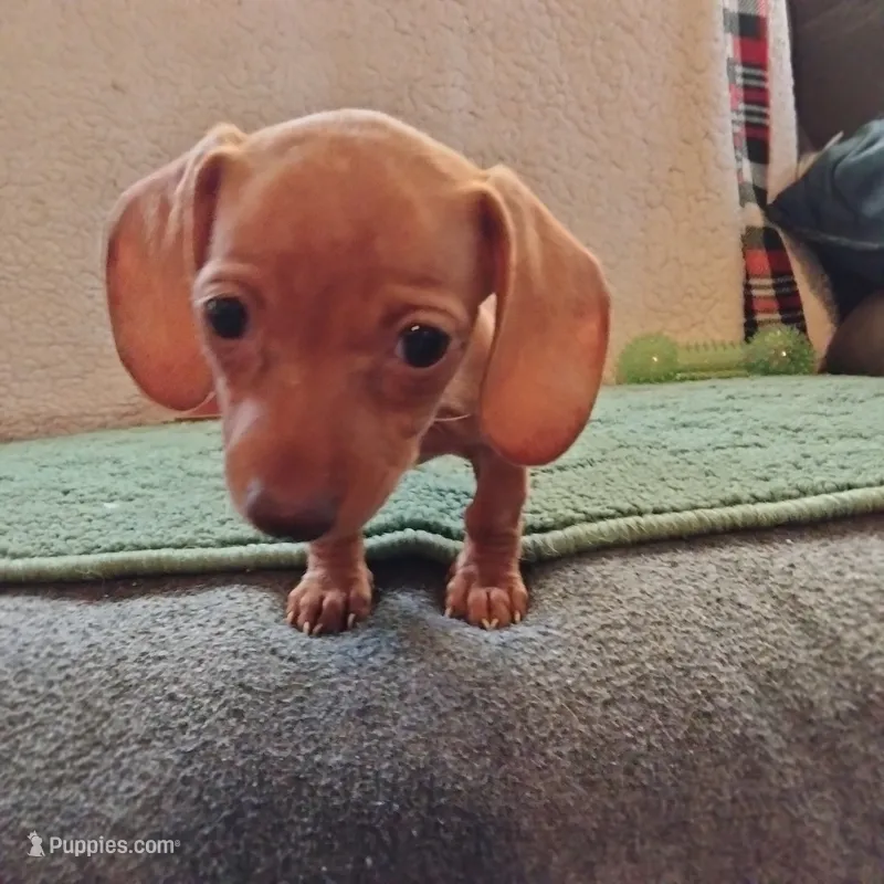 Ginger – Miniature Dachshund puppy for sale in Colorado Springs, CO