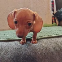 Ginger, a female Miniature Dachshund for sale in Colorado Springs, CO – 2 of 2