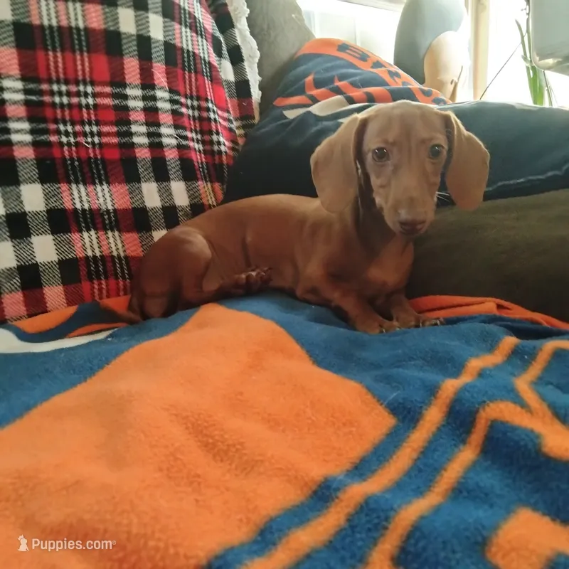 sugar – Miniature Dachshund puppy for sale in Colorado Springs, CO