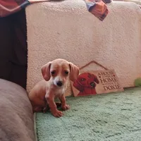 English Cream, a female Dachshund for sale in Colorado Springs, CO – 3 of 5