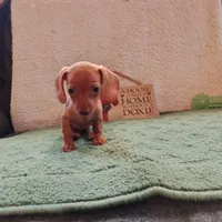 Ginger, a female Miniature Dachshund for sale in Colorado Springs, CO – 1 of 2