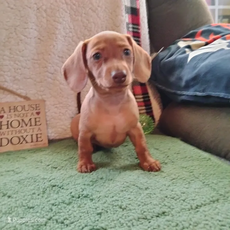 pinky – Miniature Dachshund puppy for sale in Colorado Springs, CO