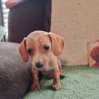 English Cream, a female Dachshund for sale in Colorado Springs, CO – 9 of 9