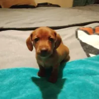 red, a female Dachshund for sale in Colorado Springs, CO – 4 of 4