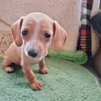 English Cream, a female Dachshund for sale in Colorado Springs, CO – 4 of 5