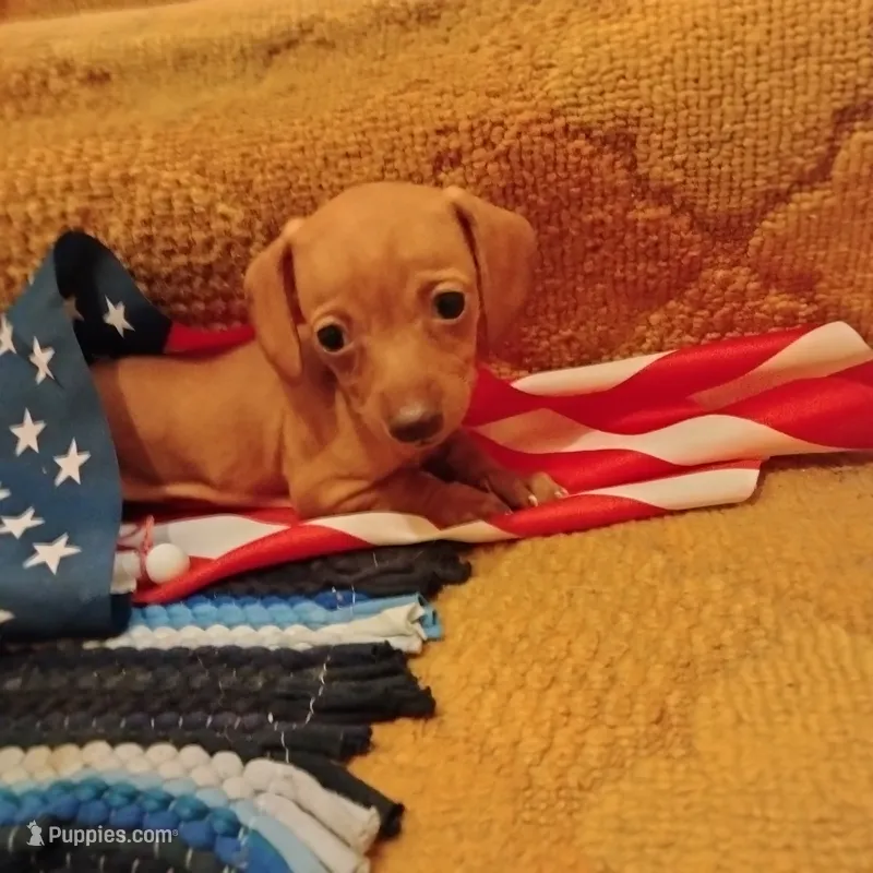 little miss – Dachshund puppy for sale in Colorado Springs, CO