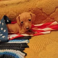 little miss, a female Dachshund for sale in Colorado Springs, CO – 1 of 6