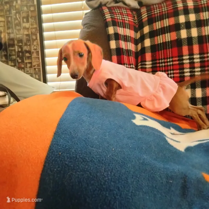 English Cream – Dachshund puppy for sale in Colorado Springs, CO