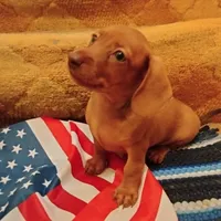 big red, a female Dachshund for sale in Colorado Springs, CO – 5 of 5