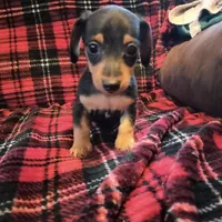 star, a male Dachshund for sale in Colorado Springs, CO – Photo 2 of 3