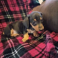 star, a male Dachshund for sale in Colorado Springs, CO – Photo 3 of 3