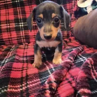 star, a male Dachshund for sale in Colorado Springs, CO – Photo 1 of 3