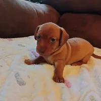 red, a female Dachshund for sale in Colorado Springs, CO – 2 of 4