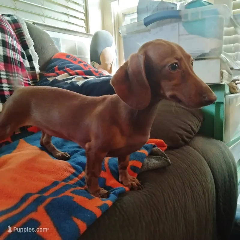 sugar – Miniature Dachshund puppy for sale in Colorado Springs, CO