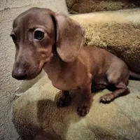 sugar, a female Miniature Dachshund for sale in Colorado Springs, CO – 2 of 3