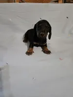 SAM, a male Miniature Dachshund for sale in Lampasas, TX – 4 of 4