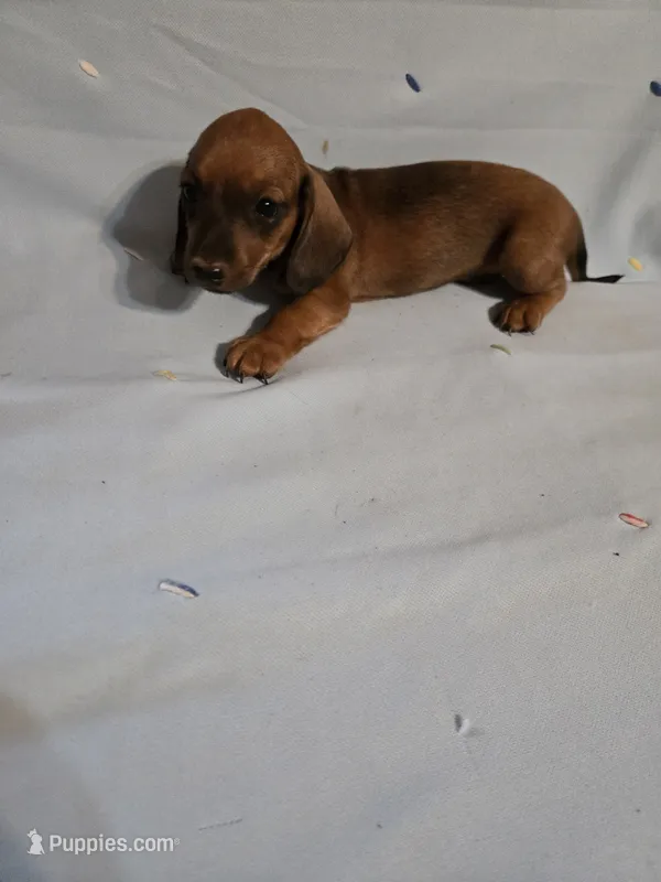 Dash – Miniature Dachshund puppy for sale in Lampasas, TX