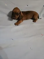 Dash, a male Miniature Dachshund for sale in Lampasas, TX – 1 of 7