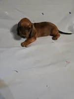 Dash, a male Miniature Dachshund for sale in Lampasas, TX – 7 of 7