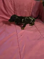 Stella, a female Miniature Dachshund for sale in Lampasas, TX – 7 of 10