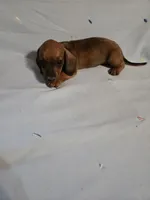 Dash, a male Miniature Dachshund for sale in Lampasas, TX – 4 of 7