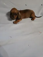 Dash, a male Miniature Dachshund for sale in Lampasas, TX – 6 of 7