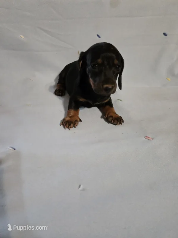 SAM – Miniature Dachshund puppy for sale in Lampasas, TX