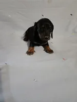 SAM, a male Miniature Dachshund for sale in Lampasas, TX – 1 of 4