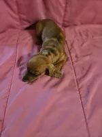 DUMPLIN, a female Miniature Dachshund for sale in Lampasas, TX – 4 of 6