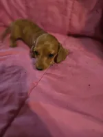 DAINTY, a female Miniature Dachshund for sale in Lampasas, TX – 3 of 3