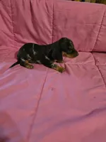 Stella, a female Miniature Dachshund for sale in Lampasas, TX – 10 of 10