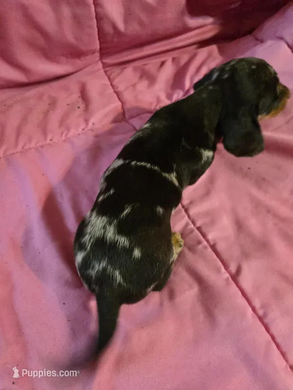 Stella – Miniature Dachshund puppy for sale in Lampasas, TX