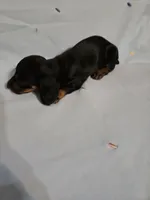 SAM, a male Miniature Dachshund for sale in Lampasas, TX – 3 of 4