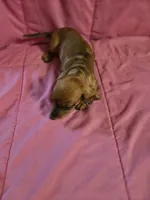 DUMPLIN, a female Miniature Dachshund for sale in Lampasas, TX – 3 of 6