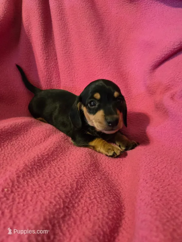 Percy – Miniature Dachshund puppy for sale in Lampasas, TX