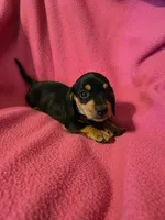 Percy, a male Miniature Dachshund for sale in Lampasas, TX – Photo 1 of 2