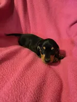 Percy, a male Miniature Dachshund for sale in Lampasas, TX – Photo 2 of 2